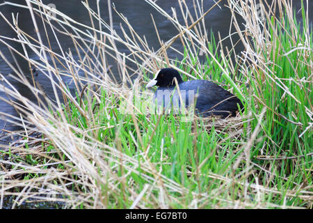 Fulica atra. Le nid de la foulque noire dans la nature. Dötlingen (bas-saxon : Wilshusen), Basse-Saxe, Allemagne. Banque D'Images