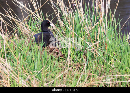 Fulica atra. Le nid de la foulque noire dans la nature. Dötlingen (bas-saxon : Wilshusen), Basse-Saxe, Allemagne. Banque D'Images