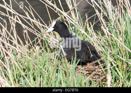 Fulica atra. Le nid de la foulque noire dans la nature. Dötlingen (bas-saxon : Wilshusen), Basse-Saxe, Allemagne. Banque D'Images