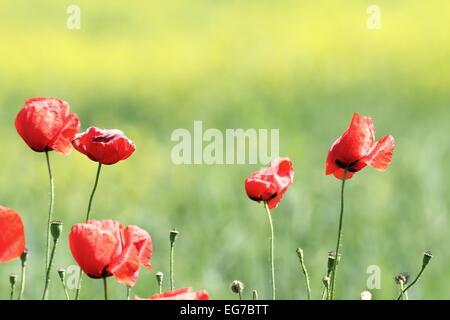 Coquelicots rouges sauvages dans le vent au-dessus des problèmes de mise au point arrière-plan green meadow Banque D'Images