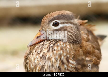 Portrait d'une femelle en captivité canard mandarin ( Aix galericulata ) Banque D'Images