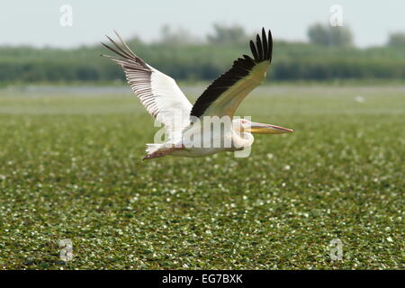 Grand pelican Pelecanus onocrotalus ( ) survolant green marsh, Delta du Danube, Roumanie Banque D'Images