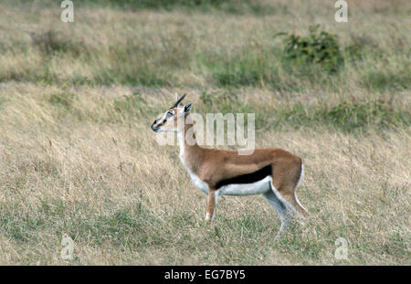 Une gazelle de Thomson dans la savane Banque D'Images