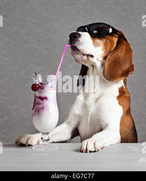 Beagle dans Mignon lunettes verre cocktail Banque D'Images