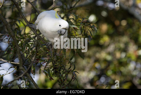 Le cacatoès soufre photographié dans le Jardin botanique de Sydney, Australie Banque D'Images