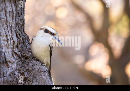 Un Kookaburra riant photographié dans le Jardin botanique de Sydney, Australie Banque D'Images