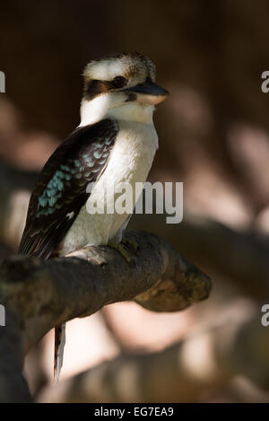 Un Kookaburra riant photographié dans le Jardin botanique de Sydney, Australie Banque D'Images