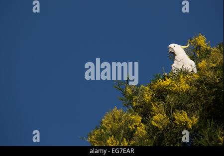 Le cacatoès soufre photographié dans le Jardin botanique de Sydney, Australie Banque D'Images