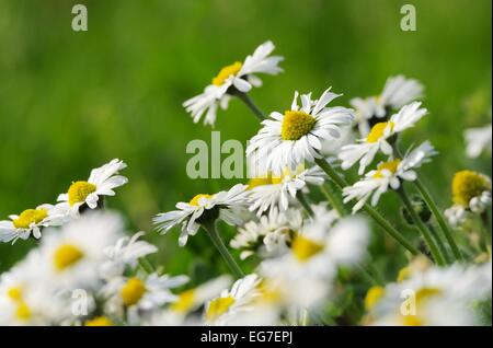 Gänseblümchen - daisy 06 Banque D'Images