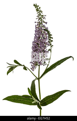 Fleurs de Buddleja, lat. Buddleja davidii, isolé sur fond blanc Banque D'Images