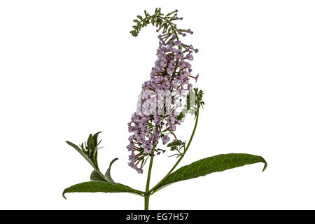 Fleurs de Buddleja, lat. Buddleja davidii, isolé sur fond blanc Banque D'Images