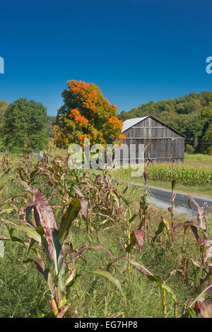 Automne SCENIC ROUTE SINGLE TREE BARN INDIANA COMTÉ PENNSYLVANIA USA Banque D'Images