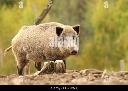 Porcs sauvages près de stump ( Sus scrofa ) sur l'arrière-plan flou vert Banque D'Images