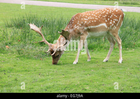 Daims dans un pâturage stag Deer Park dans le Cheshire. Banque D'Images