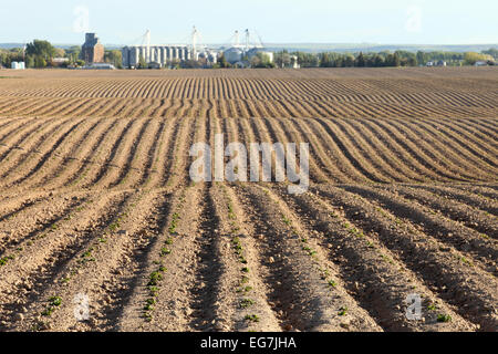 De plus en plus de pommes de terre fraîchement germé dans un champ agricole Banque D'Images