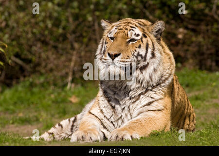 Siberian Tiger, tiger (Panthera tigris altaica) Banque D'Images