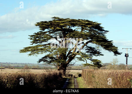 Cèdre du Liban tree at Easton Maudit village, Northamptonshire, England, UK Banque D'Images