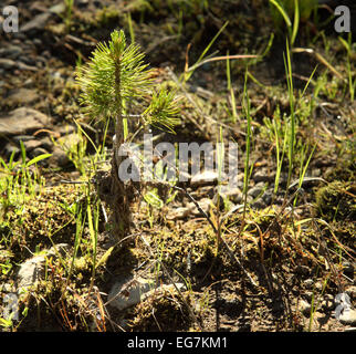 Un arbre de pin nouvellement germés dans sa première année de croissance. Banque D'Images