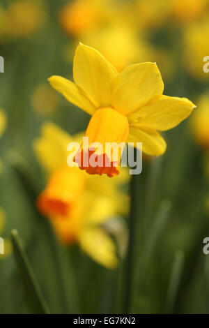 Printemps jonquilles fleurissent dans un domaine agricole de l'ampoule. Banque D'Images