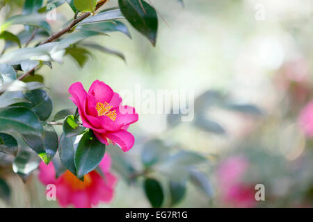 Camellia japonica rose fleur avec arrière-plan flou. Banque D'Images