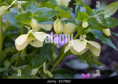 Helleborus. Graines hellébores jaune en hiver. Banque D'Images