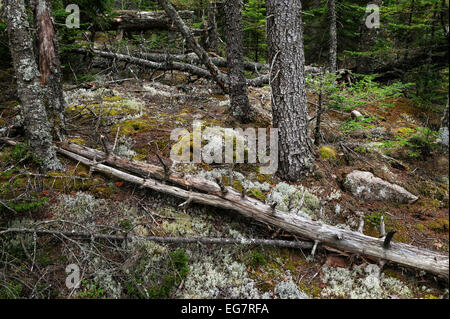 La chute d'arbres et une nouvelle croissance dans une forêt littorale, Acadia, Maine, USA Banque D'Images
