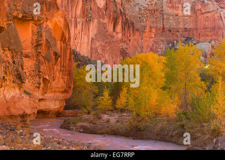 La Fremont River serpente à travers la couleur de l'automne dans la région de Capitol Reef National Park. L'Utah. USA Banque D'Images