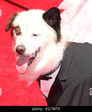 2014 Creative Arts Emmy Awards tenue au Nokia Theatre L.A. LIVE ! Avec : Mick Où : Los Angeles, California, United States Quand : 16 août 2014 Banque D'Images