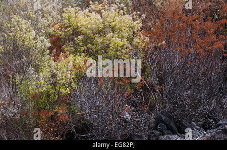 Bystropogon (origanifolius poleo, menthe) et Aeonium spathulatum (orpin) disparu à la semence dans Septembre à Chinyero, Tenerife Banque D'Images