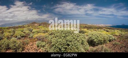 Panorama du malpais de Costa del Silencio, Tenerife Sud, en mars, le vert après un hiver humide avec trois types d'euphorbia Banque D'Images