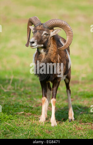 Mouflon européen (Ovis orientalis musimon), ram, captive, Bavière, Allemagne Banque D'Images