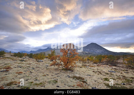 Arbres de bouleau pubescent (Betula pubescens) et de Rennes (lichen Cladonia rangiferina), paysage fjell en automne, à l'arrière le Banque D'Images