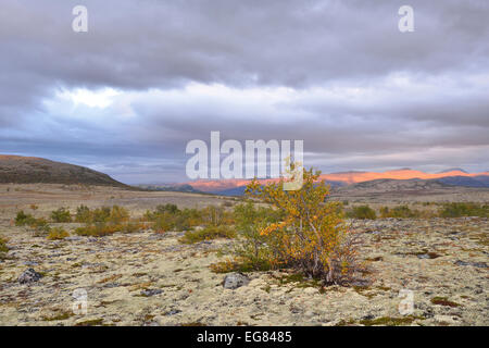 Bouleau pubescent (Betula pubescens) et de Rennes (lichen Cladonia rangiferina), fjell en automne, paysage du Parc National de Rondane Banque D'Images