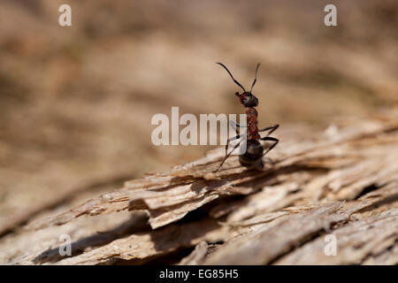 Red ant (Formica rufa) s'asseoir sur l'écorce Banque D'Images
