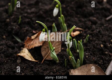 Fleurs de Printemps - perce-neige Banque D'Images