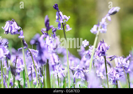 Superbe Paysage de printemps Bluebells en Angleterre Jane Ann Butler Photography JABP793 Banque D'Images