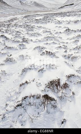 Heather couvertes de neige dans le col Braemar, Parc National de Cairngorms en hiver. Highlands écossais. L'Ecosse Banque D'Images