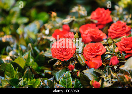 Begonia dans jardin afficher Banque D'Images