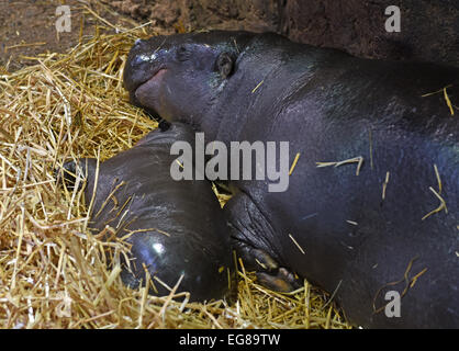 Duisburg, Allemagne. 29 janvier, 2015. Pritziges "progéniture hippopotame pygmée' (L) se trouve à côté de sa mère dans leur enclos au zoo de Duisburg, Allemagne, 29 janvier 2015. Bébé hippopotame pygmée est né au zoo le 12 décembre 2014. Photo : Horst Ossinger/DPA - PAS DE FIL - SERVICE/dpa/Alamy Live News Banque D'Images