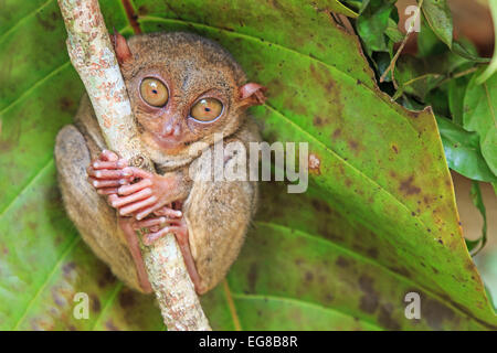 À Cebu, aux Philippines Tarsier- Tarsius Syrichta Banque D'Images