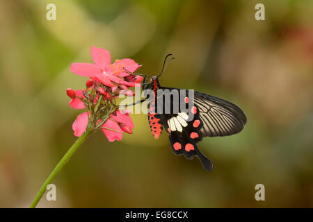 Aristolochiae Pachliopta papillon, reposant sur fleur rouge, Bali, Indonésie, octobre Banque D'Images