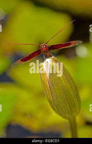 Libellule rouge Grasshawk Neurothemis fluctuans) (au repos sur lily flower bud, Bali, Indonésie, octobre Banque D'Images