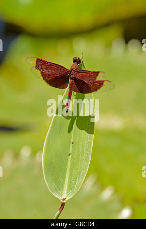 Libellule rouge Grasshawk Neurothemis fluctuans) (au repos sur feuille, Bali, Indonésie, octobre Banque D'Images