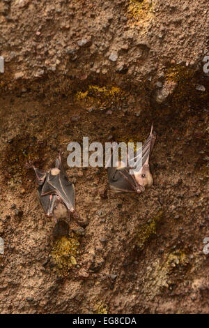 Fruits égyptienne Bat (Rousettus aegytiacus) deux gîtes dans la bouche de cave, Bali, Indonésie, octobre Banque D'Images