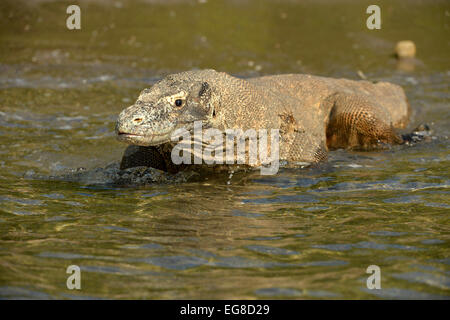 Dragon de Komodo (Varanus komodoensis) pataugeant dans l'eau de mer peu profonde, Rinca island, Indonésie, octobre Banque D'Images