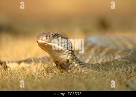 Cobra Royal (Ophiophagus hannah) sur le sol avec la tête relevée, Bali, Indonésie, octobre Banque D'Images