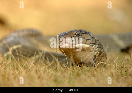 Cobra Royal (Ophiophagus hannah) sur le sol, Bali, Indonésie, octobre Banque D'Images