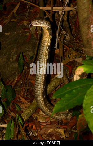 Cobra Royal (Ophiophagus hannah) sur le sol dans la forêt la nuit, la tête et le cou soulevées dans la posture de menace, Bali, Indonésie, Oc Banque D'Images