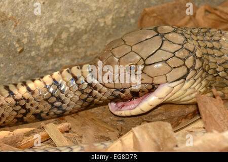 Cobra Royal (Ophiophagus hannah) avaler une couleuvre obscure, Bali, Indonésie, octobre, captive Banque D'Images