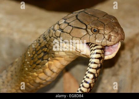 Cobra Royal (Ophiophagus hannah) avaler une couleuvre obscure, Bali, Indonésie, octobre Banque D'Images